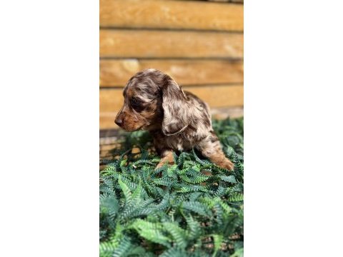 Merle renk mini dachshund (sosis köpek) yavrusu