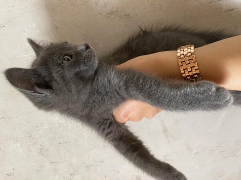 Acil sahiplendirme british shorthair kedisi