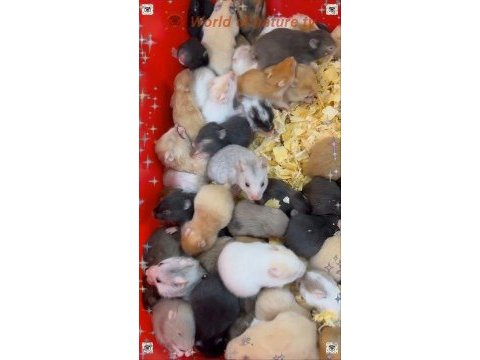 Her ırk hamster bebek ve malzemeleri adrese teslim mevcut