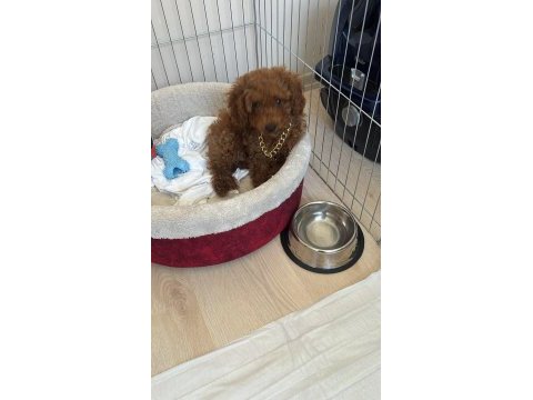 Toy poodle yavrumuz 3.5 aylık tüm aşıları tam (erkek)