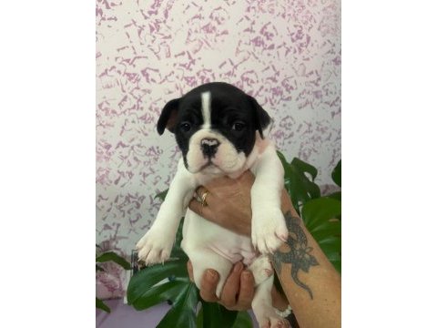 2 aylık dişi safkan french bulldog yeni yuvasını arıyor