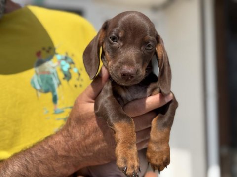 Petmode köpek çiftliğinden dacshund yavrumuz