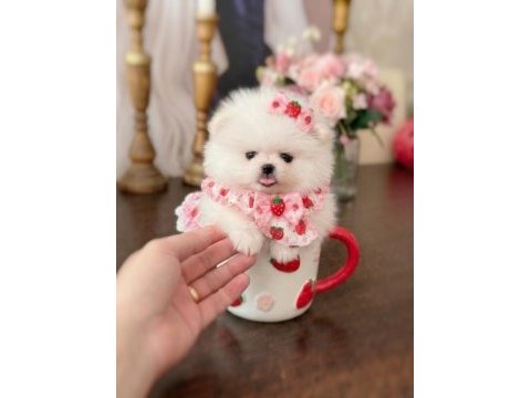 Mikro boy prenses pomeranian