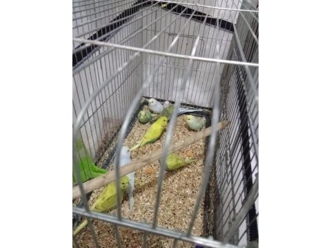 9 adet yeme düşmüş bebek muhabbet kuşu