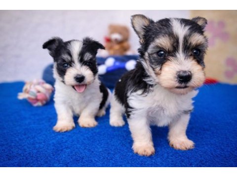 Şok şok fiyatlara gerçek morkie yavrular
