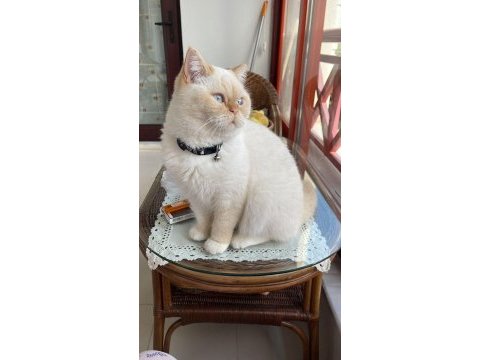 British shorthair aşılar tamam