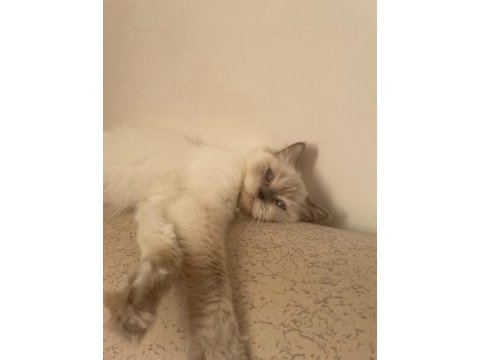 Prenses inci kedimiz