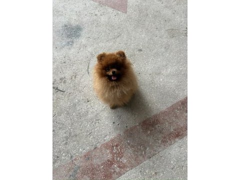 Pomeranian boo yetişkin erkek