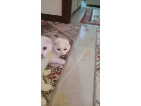 Scottish fold kızımız yeni ailesini arıyor
