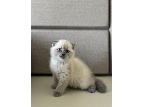 Scottish fold blue point yavrumuz