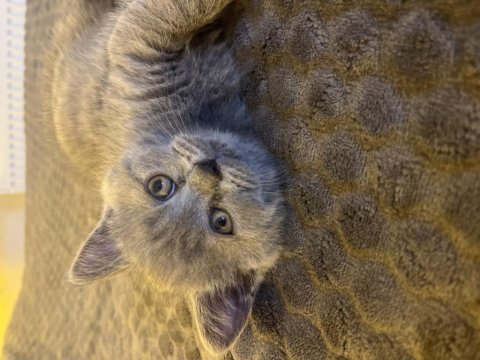 British shorthair yavrular