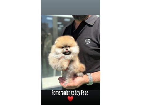 Üst kalite pomeranian boo