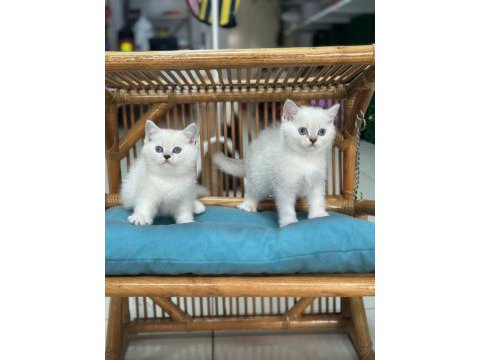 A+ kalite british shorthair bebeğimiz