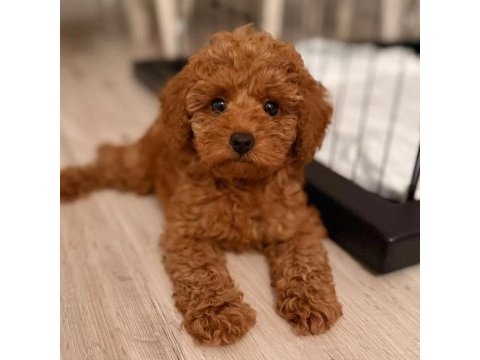 Orjınal a kalıte poodle