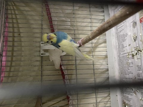 Tecrübeli erkek muhabbet kuşu