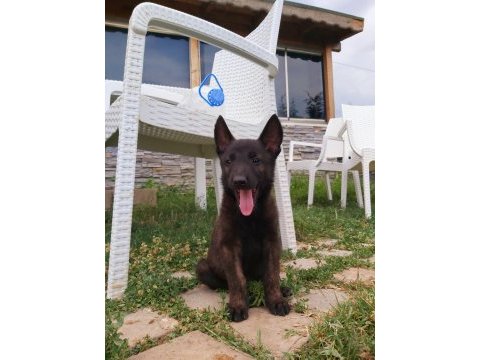 A+ kalite safkan malinois yavruları