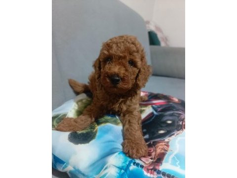 Sağlıklı poodle yavrular