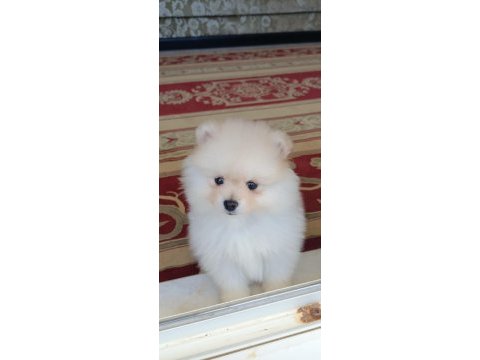 50 günlük erkek pomeranian boo