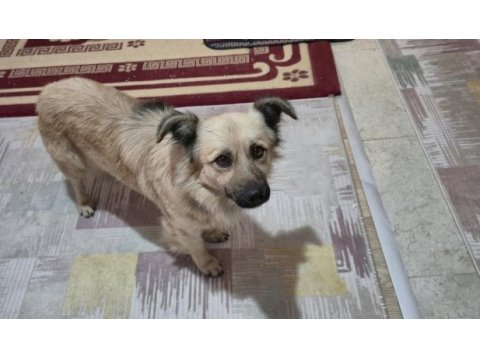 Ücretsiz sahiplendirme köpeğimiz