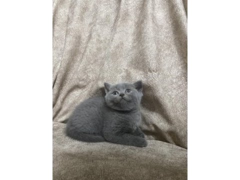British shorthair yavru kedimiz
