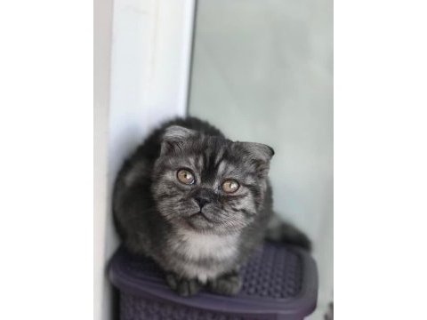 Güzel yavrumuz scottish fold