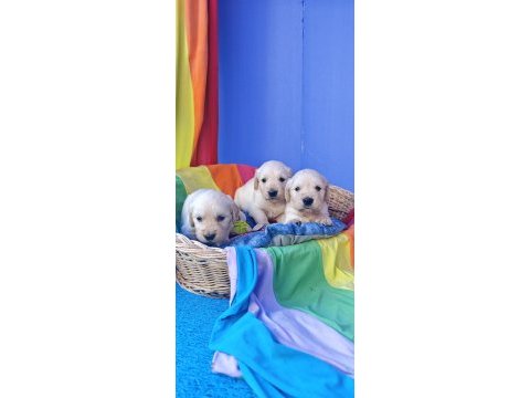Bebek yüz müthiş güzellikte golden retriever yavrular