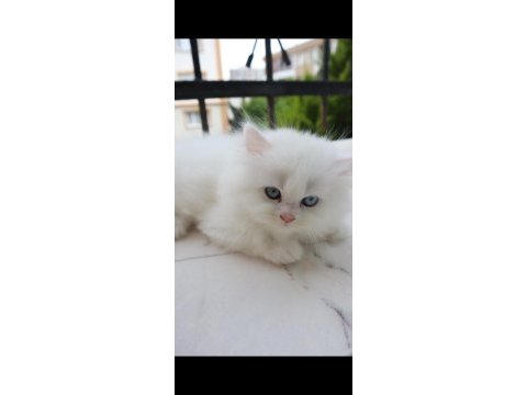 Şecereli güzel chinchilla dişi bebeğim
