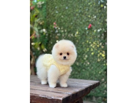 Show kalite pomeranian boo yavrular