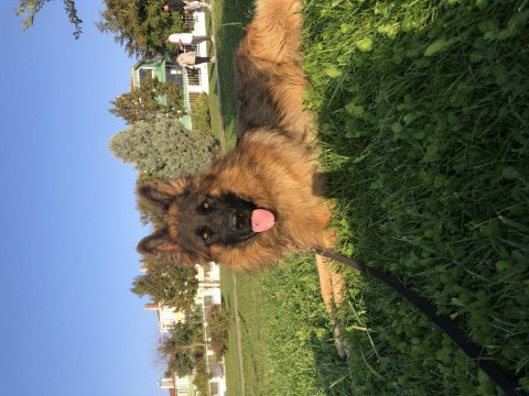 Uzun tüylü şampiyon alman çoban köpeği