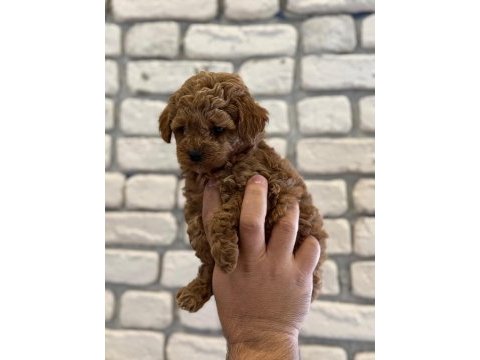 Orijinal garantili toy poodle red brown