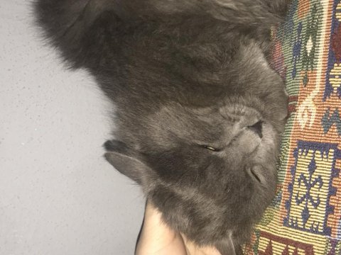 Yavru british shorthair bulutumuza yeni sahip arıyoruz