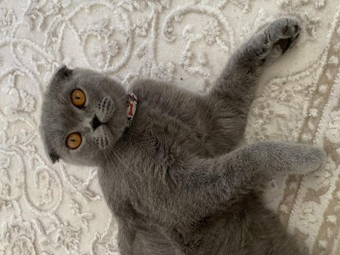 Güzel scottish fold kızımı sahiplendiriyorum