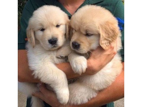 Golden retriever adrese teslim kapıda ödeme yapabilirsiniz