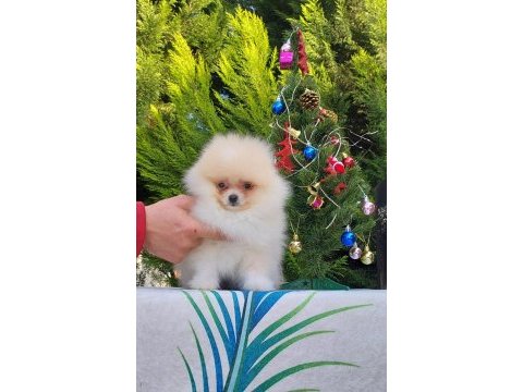 Orijinal pomeranian tea cap yavrularimiz