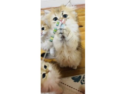 British longhair ny 11 ve ny12