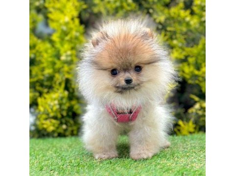 Safkan pomeranian boo bebekler
