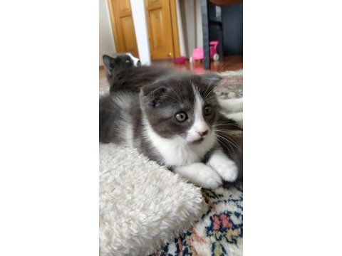 Scottish fold kırık kulaklı güzel kızlarım