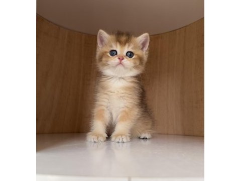Safkan british shorthair golden dişi yavru