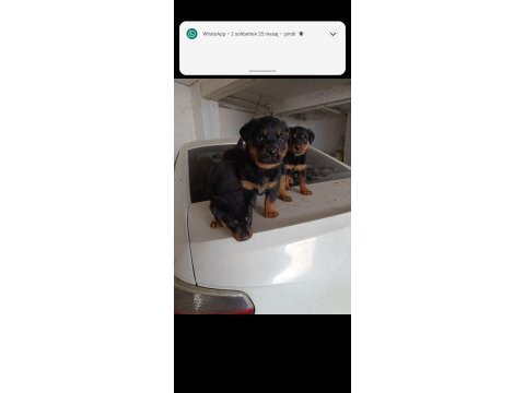 A kalite rottweiler yavrularımız mevcut