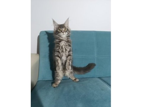 Uyguna vereceğim dev maine coon yavruları