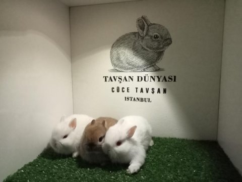 Safkan hollanda cüce tavşan yavrular sahiplendirme