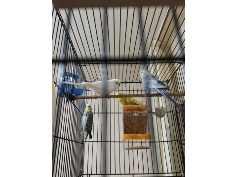 Sağlıklı muhabbet kuşları ister toplu ister tek tek