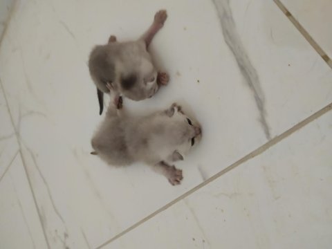 Haziran ve temmuz doğumlu british shorthair yavrularımız