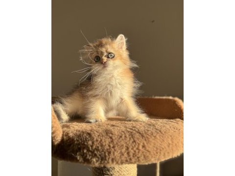Ny11 ny12 bebek yüzlü golden british longhair