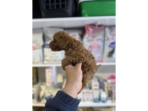 Show cllas red brwon bebek yüz toy poodle yavrular