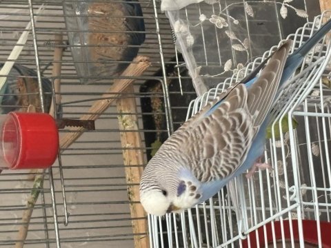 Muhabbet kuşlarını sahiplendirme