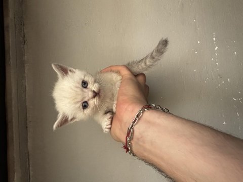 Tatlış british shorthair bebekler