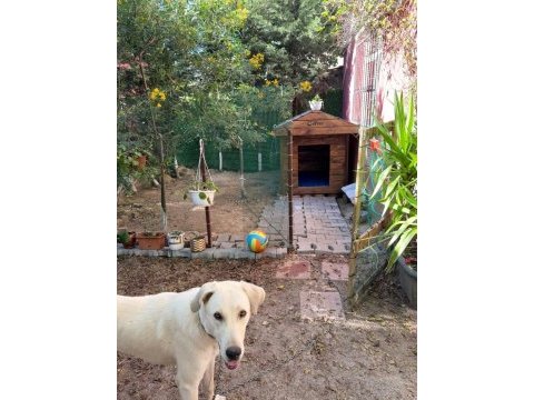 Dişi 8 aylık köpeğimiz