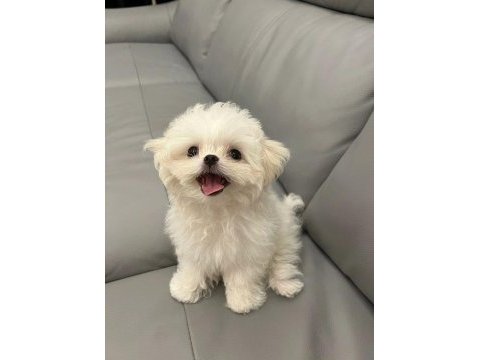 Irk ve sağlık garantili maltese terrier bebekler