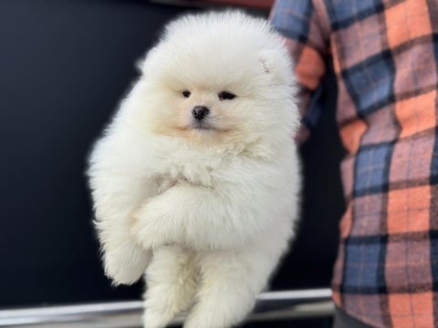 Tea cup pomeranian  yavrular ziyarete açık
